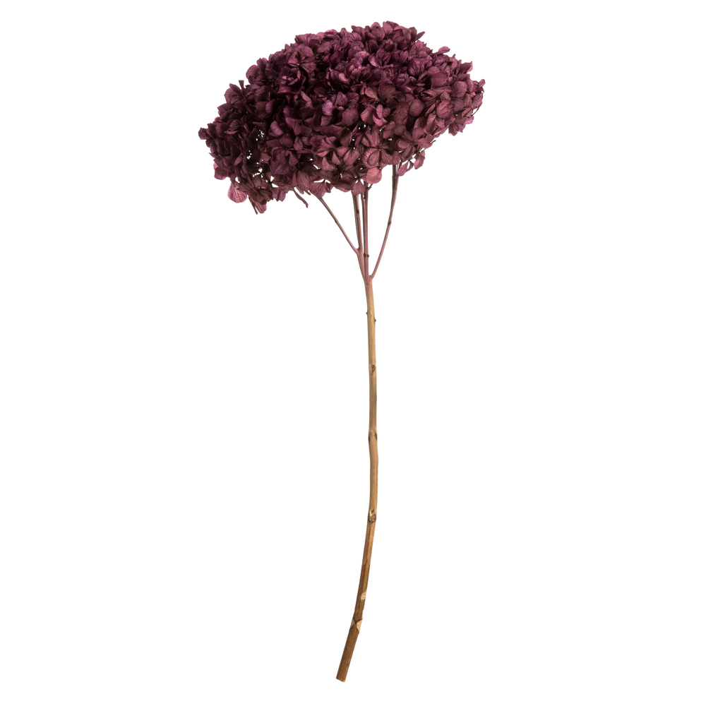 15-18 in. Purple Orchid Hydrangea Stems