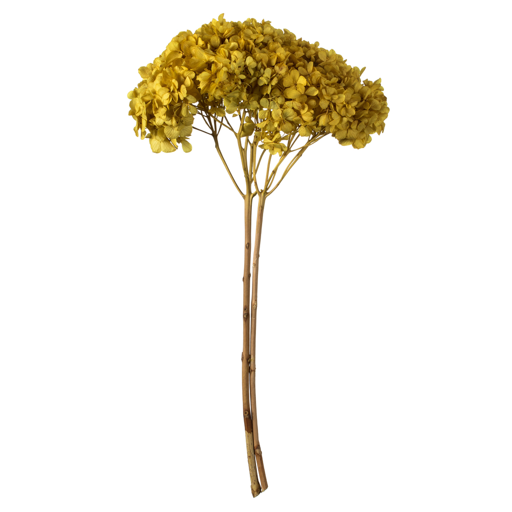 15-18 in. Yellow Hydrangea Stems