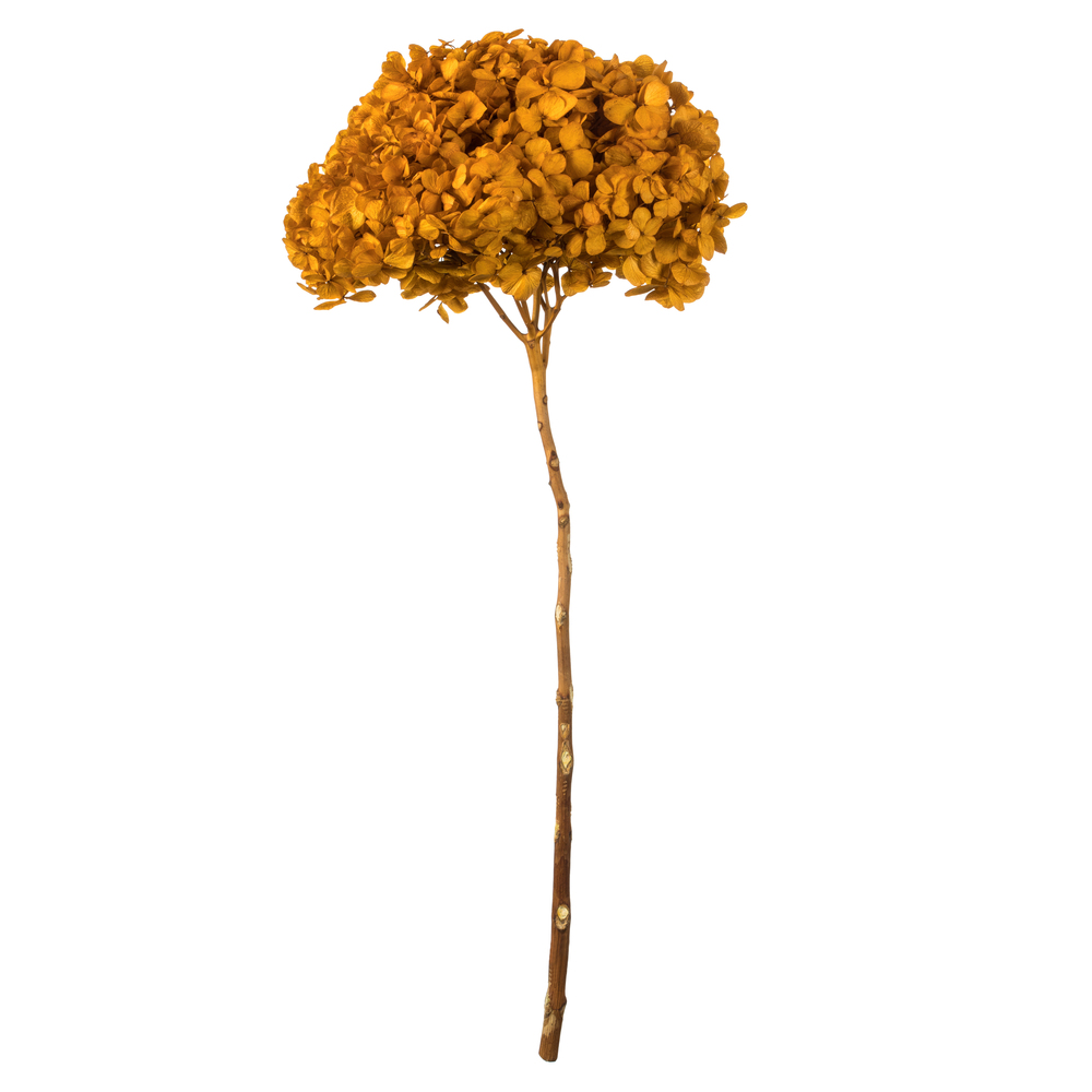 Aspen Gold Hydrangea Stems - 15-18 in.