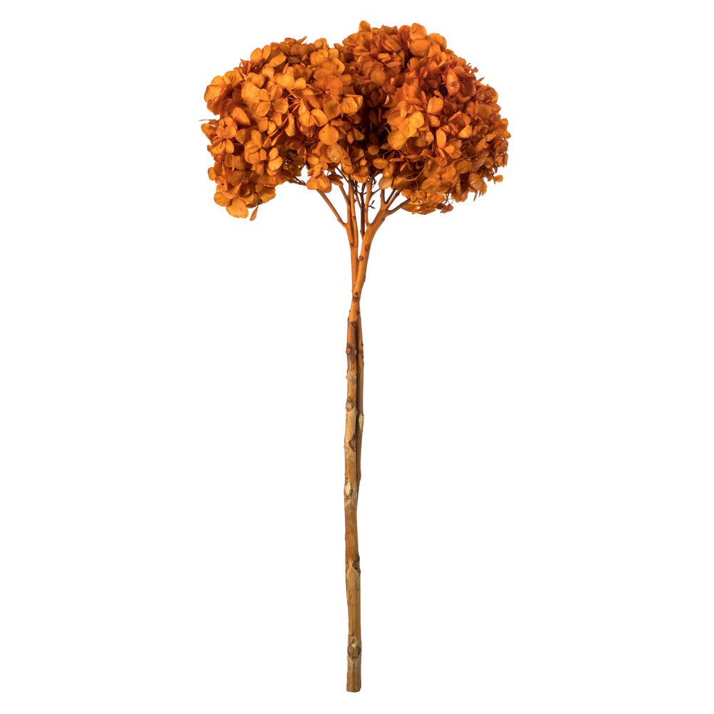 H1HYD750 15-18 in. Autumn Hydrangea Stems