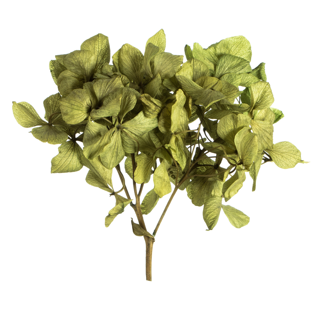 10 x 3 x 21 in. Tray Basil Hydrangea with Vase
