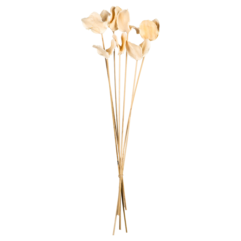 15-17 in. Bleached Jacaranda Pod on Stems