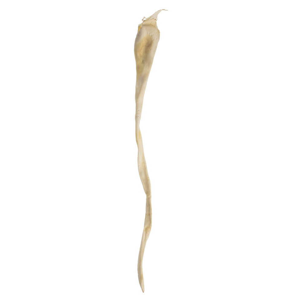 36-38 in. Bleached Sea Kelp Supplement