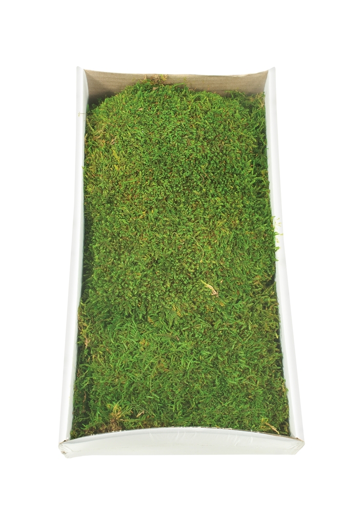 8 oz Green Moss Sheet Tray