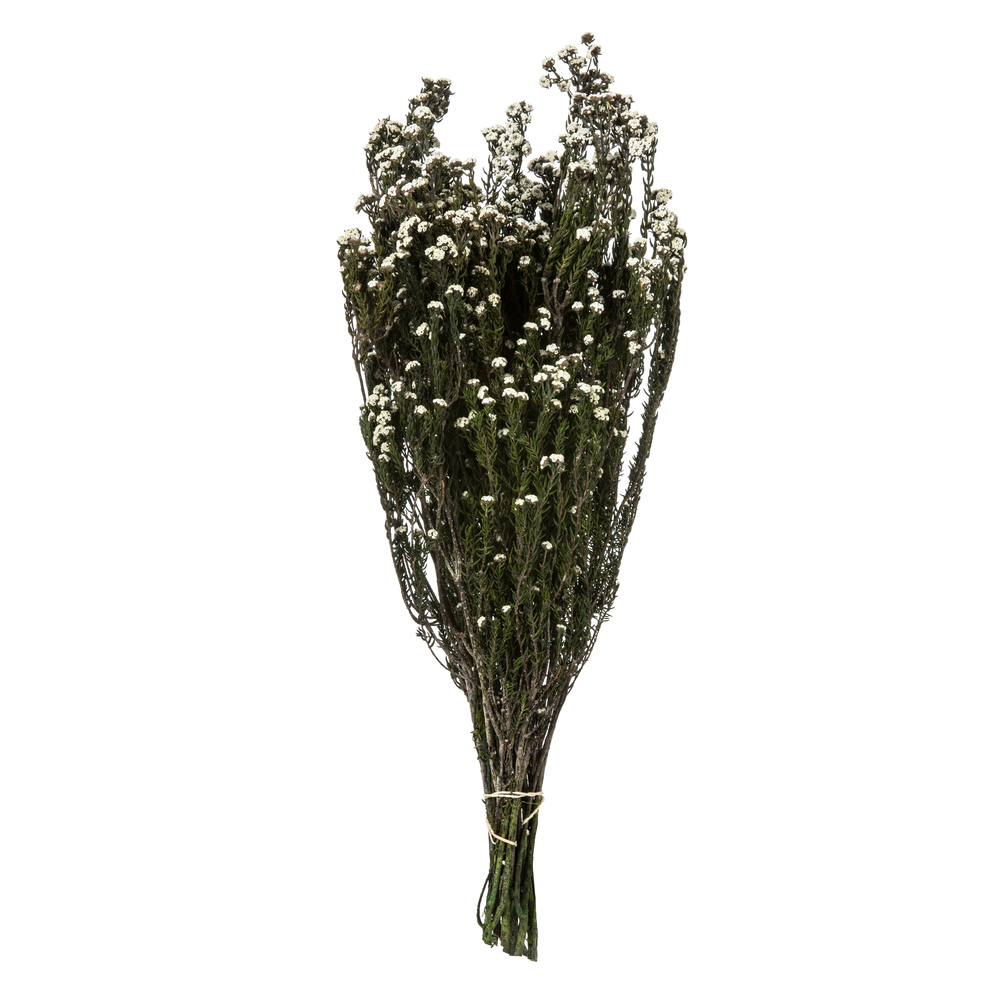 12-22 in. Natural White Phylica - 5-6 oz Bundle