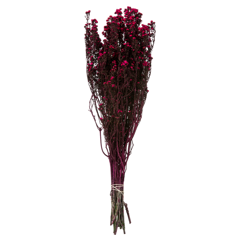 12-22 in. Raspberry Phylica - 5-6 oz Bundle