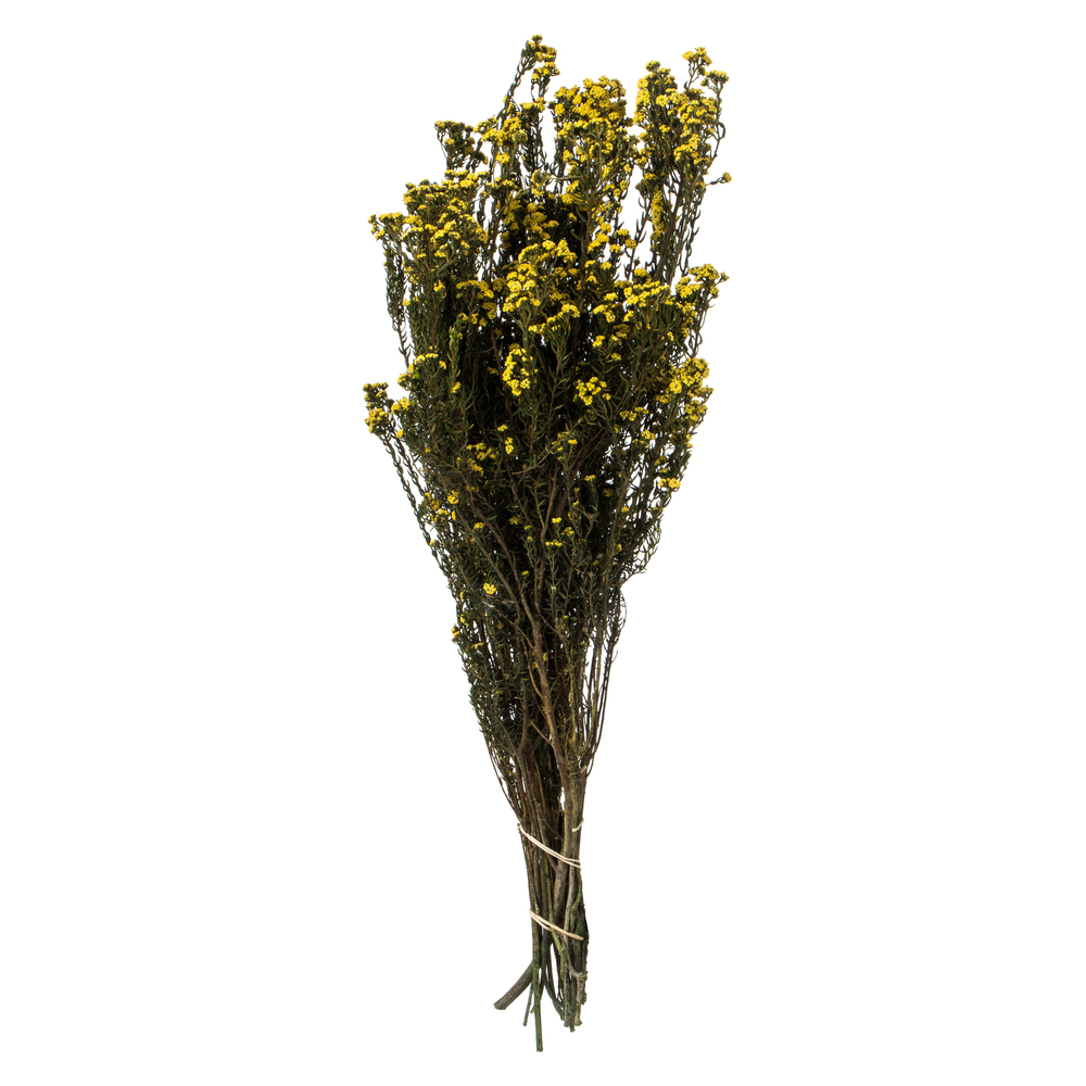 12-22 in. Yellow Phylica - 5-6 oz Bundle