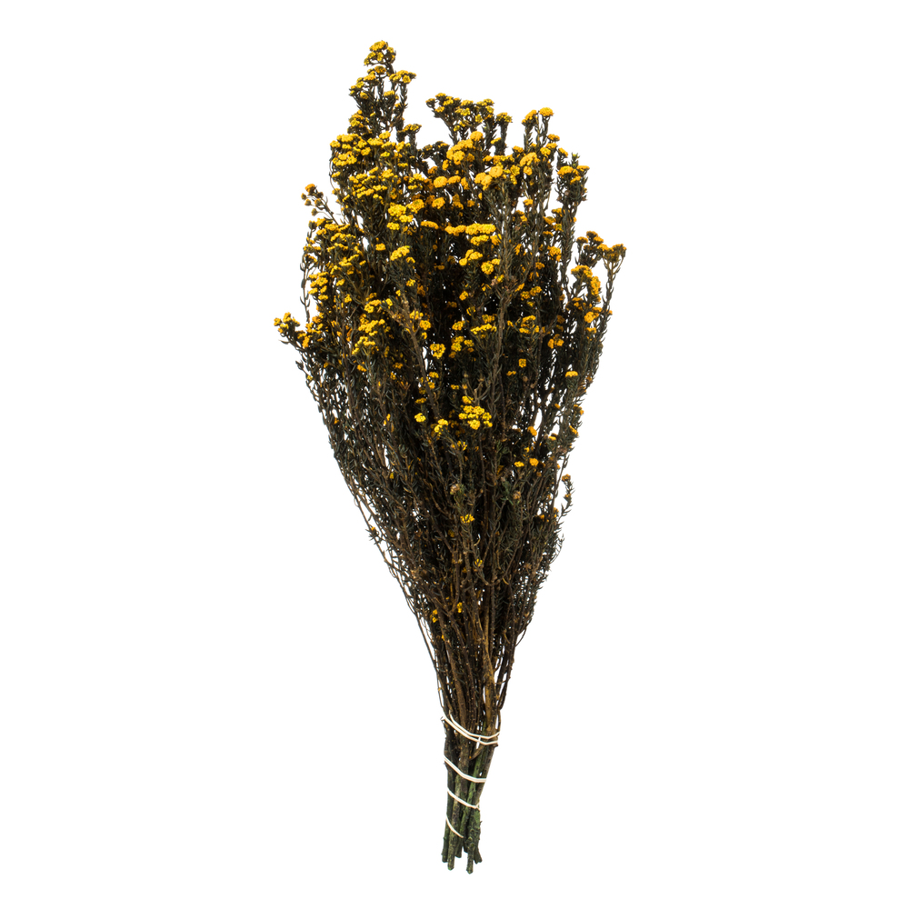 12-22 in. Aspen Gold Phylica - 5-6 oz Bundle