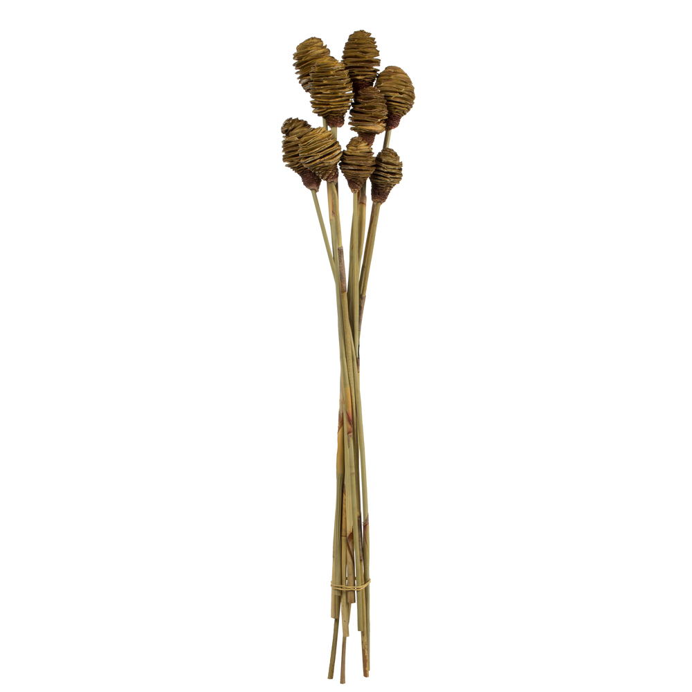 18-24 in. Cream Platy Cone on Reed Stems