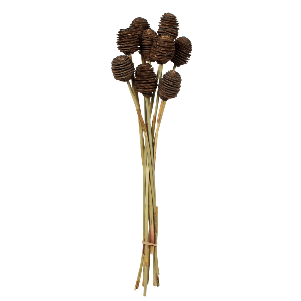18-24 in. Natural Brown Platy Cone on Reed Stems