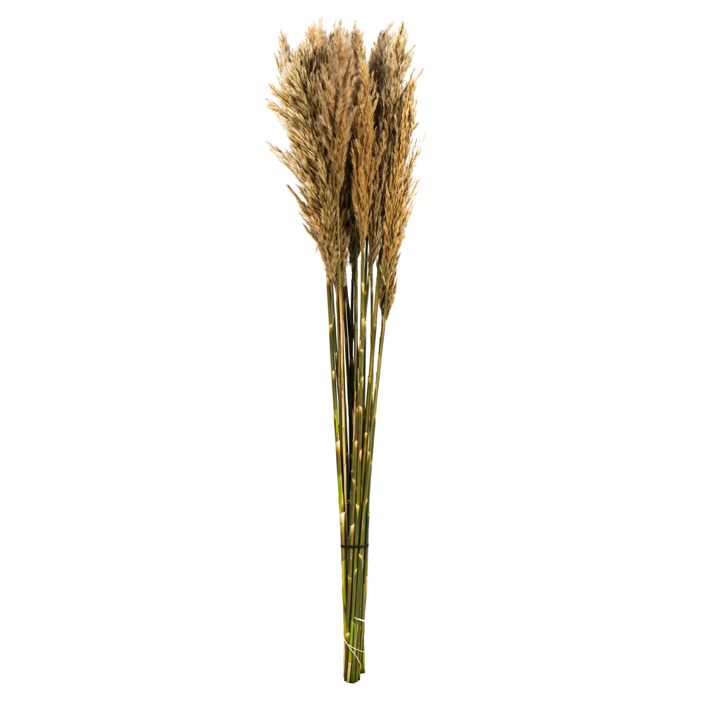 36-40 in. Ivory Plume Reed - 7-8 oz Bundle