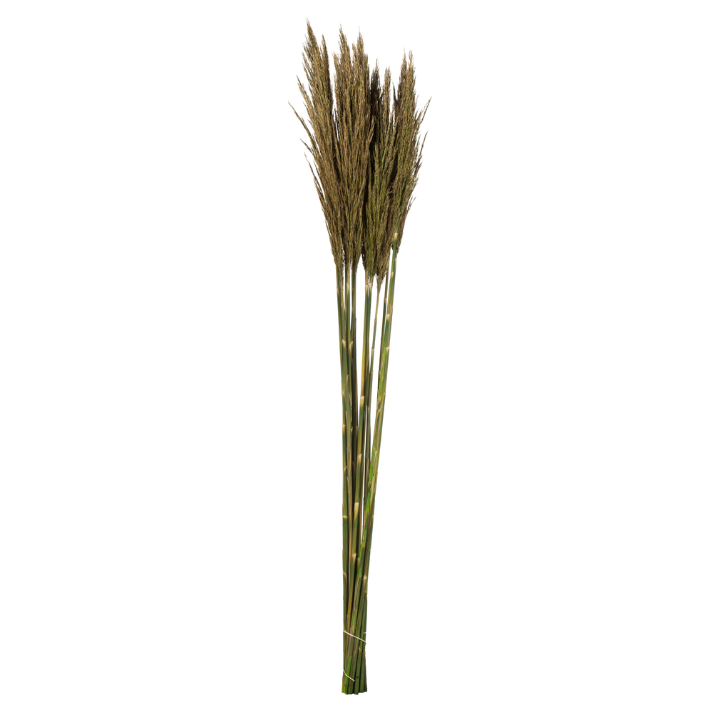 36-40 in. Natural Green Plume Reed - 7-8 oz Bundle