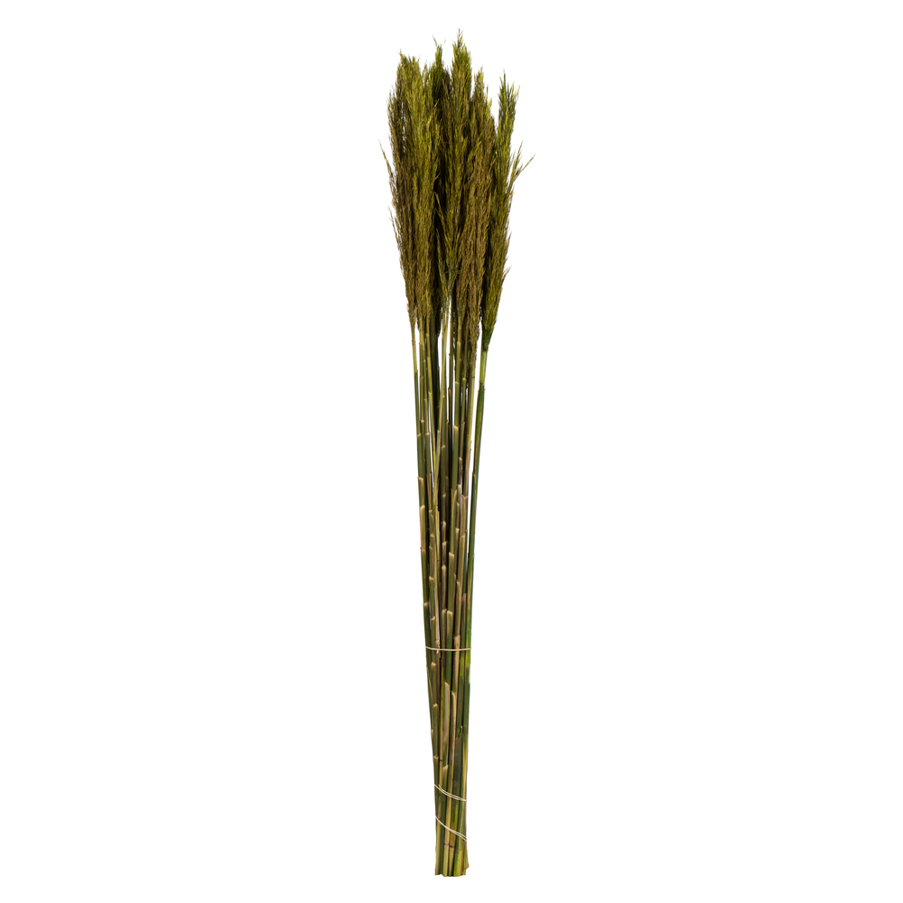 36-40 in. Green Plume Reed - 7-8 oz Bundle