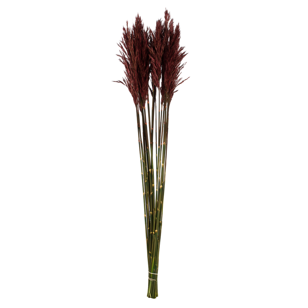 36-40 in. Merlot Plume Reed - 7-8 oz Bundle