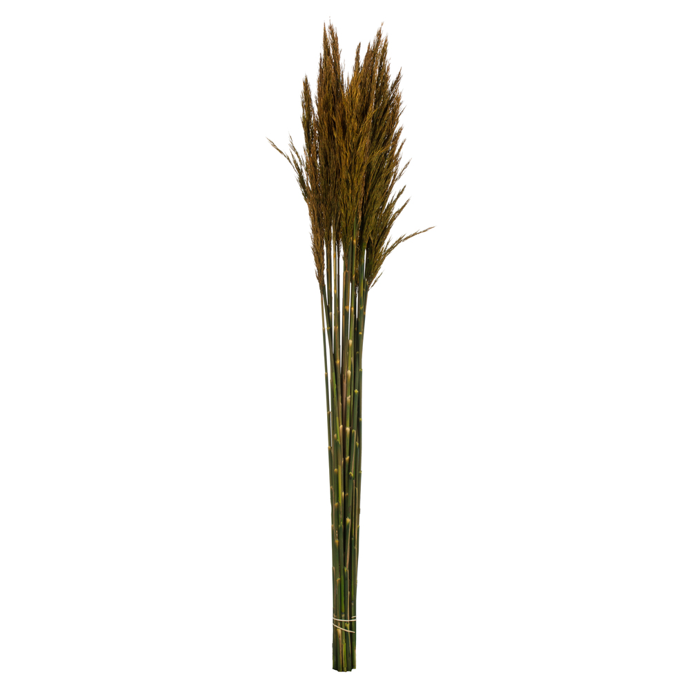 36-40 in. Aspen Gold Plume Reed - 7-8 oz Bundle