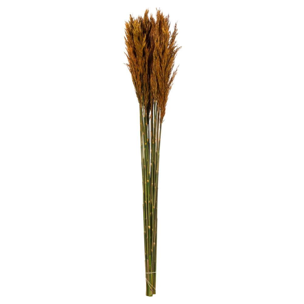 36-40 in. Autumn Plume Reed - 7-8 oz Bundle