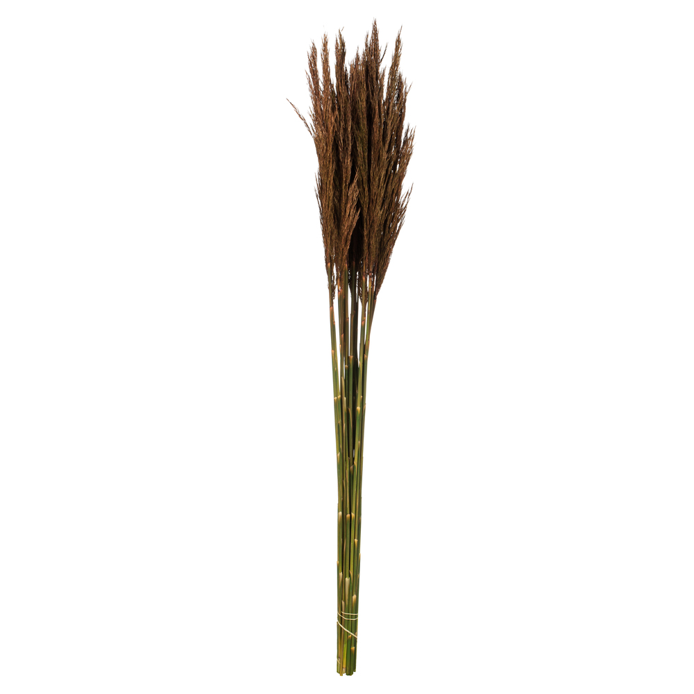 36-40 in. Brown Plume Reed - 7-8 oz Bundle