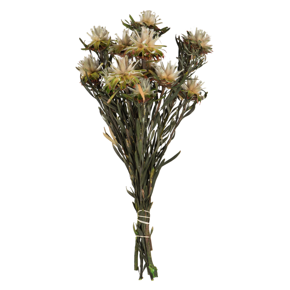8-20 in. Natural Plumosum Bundle - Preserved 8 Heads