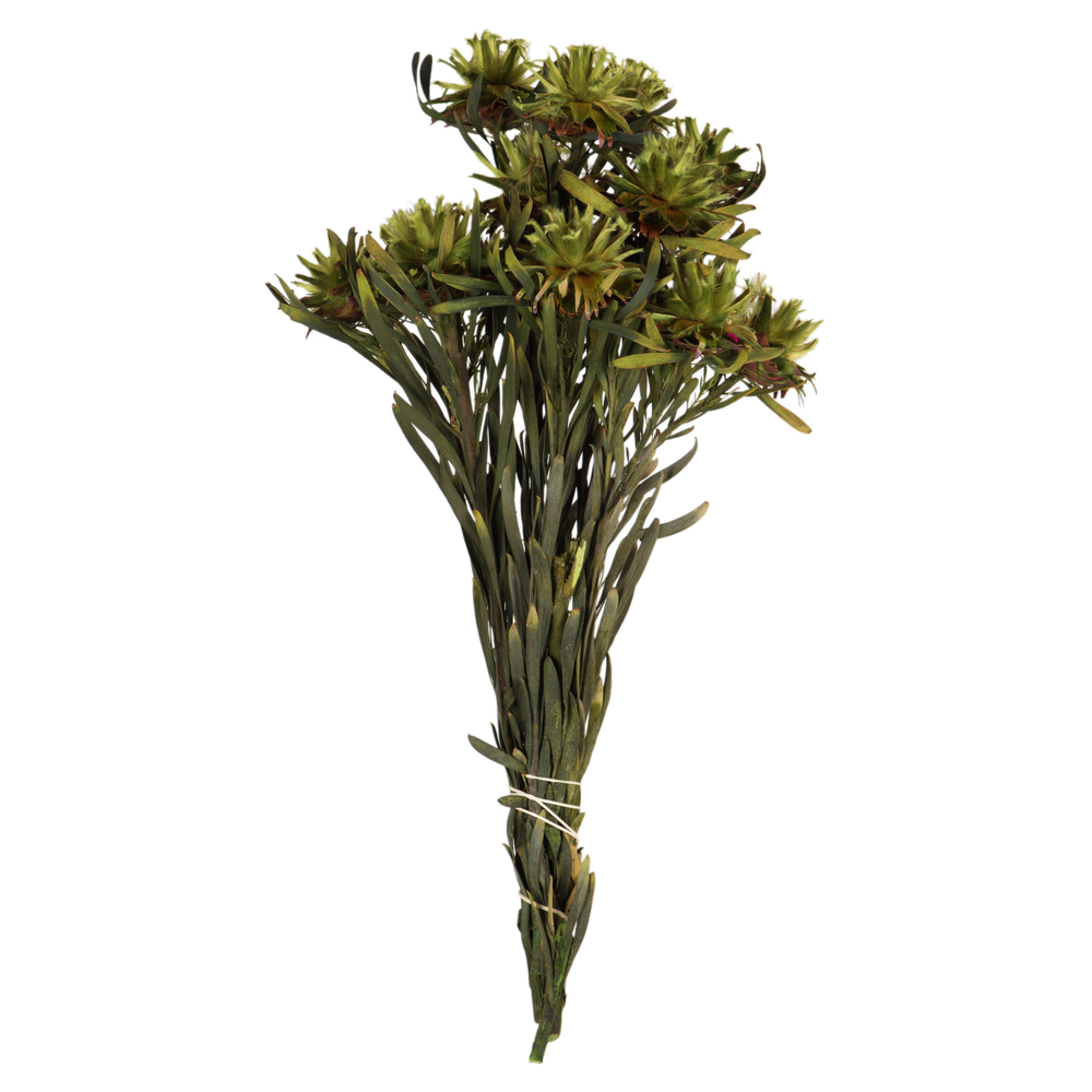 8-20 in. Basil Plumosum Bundle - Preserved 8 Heads