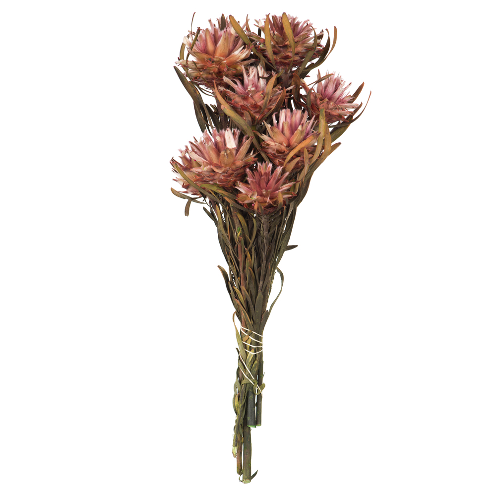 8-20 in. Erica Pink Plumosum Bundle - Preserved 8 Heads