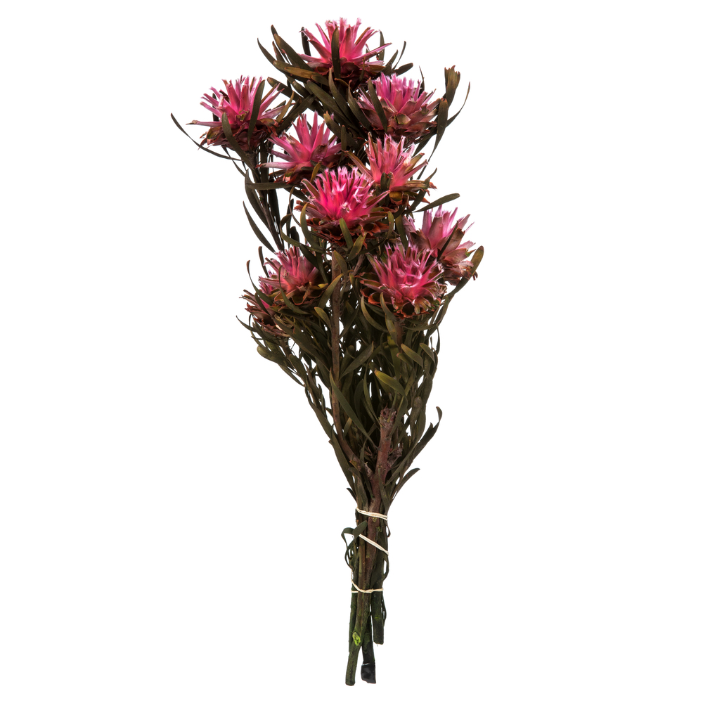 8-20 in. Pink Punch Plumosum Bundle - Preserved 8 Heads