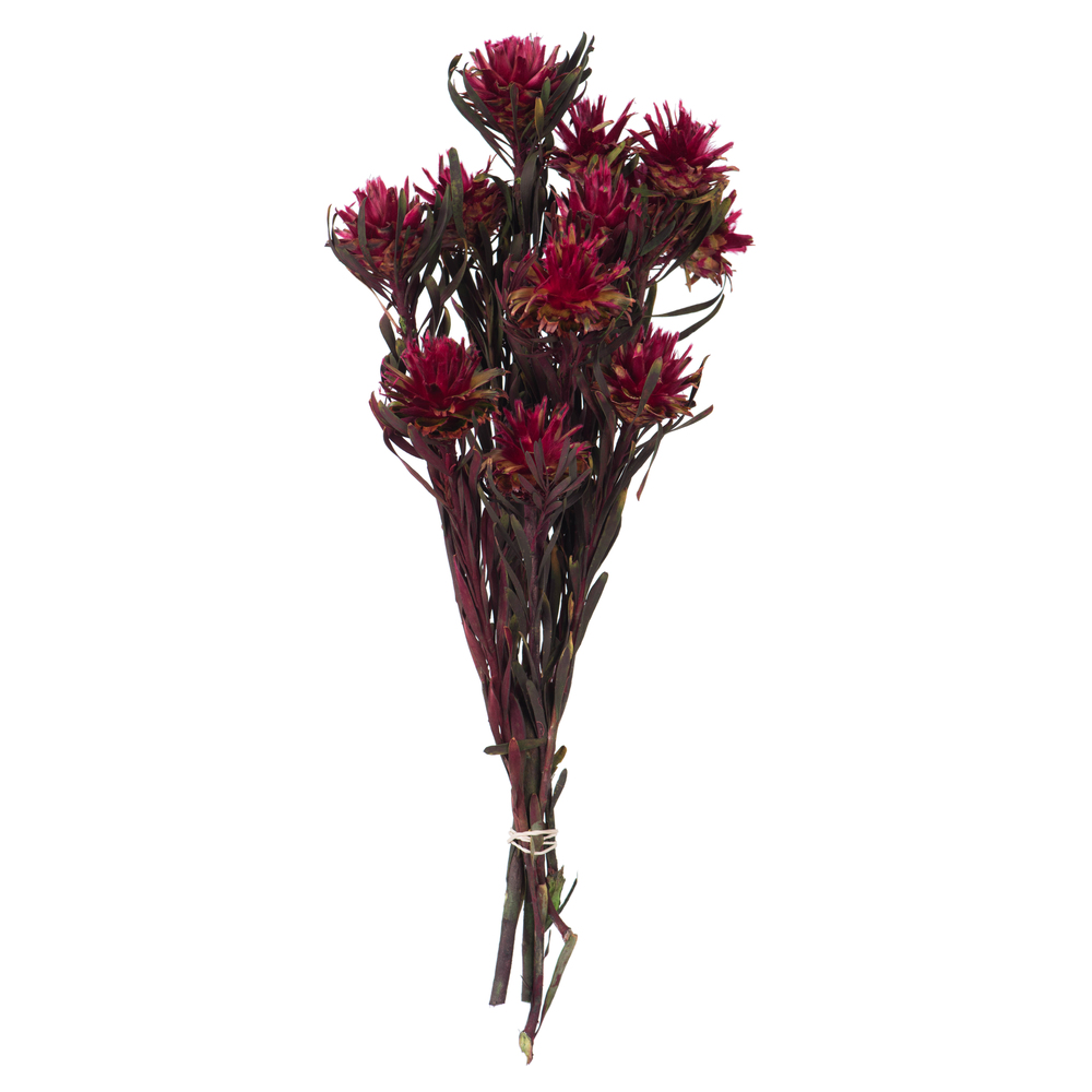 H1PMF450 8-20 in. Merlot Plumosum Bundle - Preserved 8 Heads