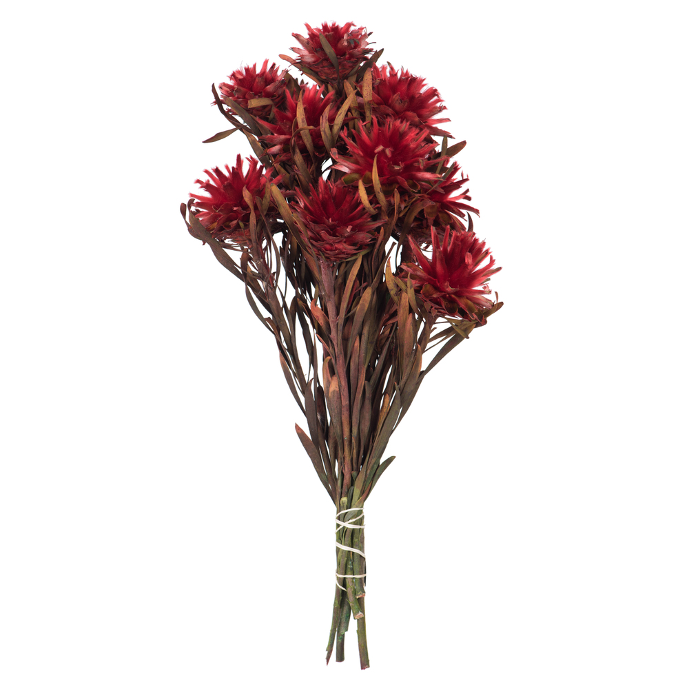 8-20 in. Red Plumosum Bundle - Preserved 8 Heads