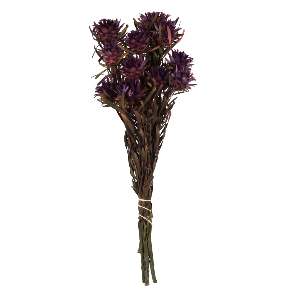 H1PMF575 8-20 in. Violet Plumosum Bundle - Preserved 8 Heads