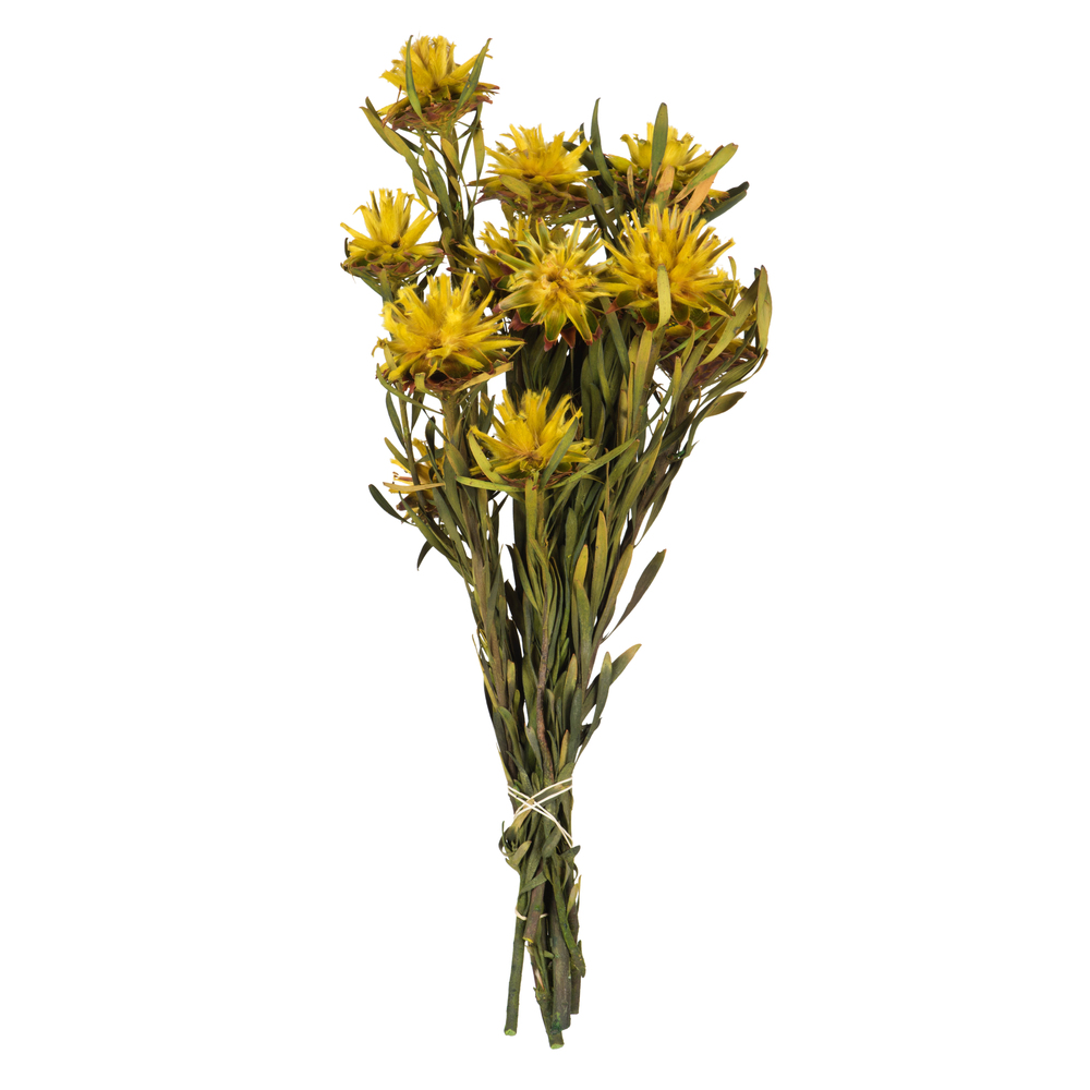 8-20 in. Yellow Plumosum Bundle - Preserved 8 Heads