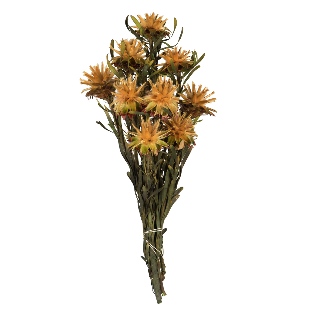 8-20 in. Aspen Gold Plumosum Bundle - Preserved 8 Heads
