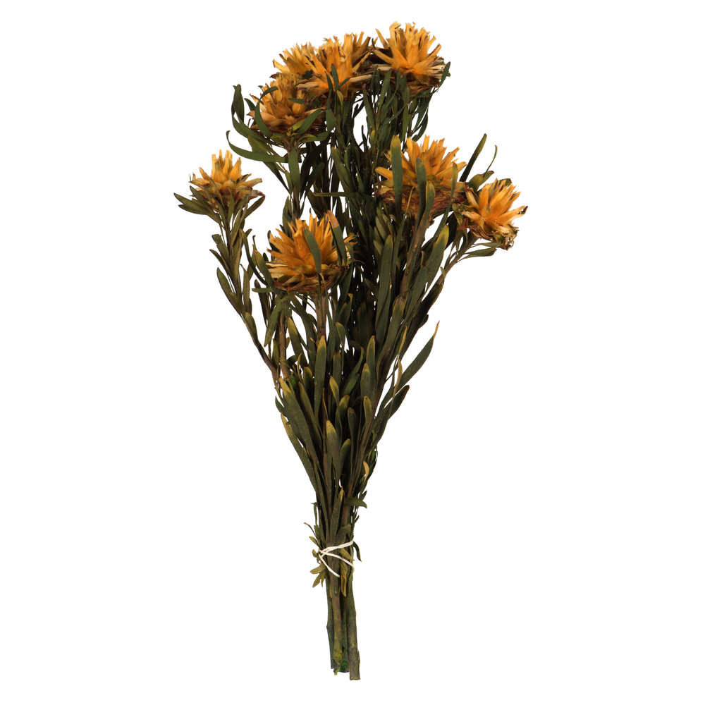 8-20 in. Autumn Plumosum Bundle - Preserved 8 Heads