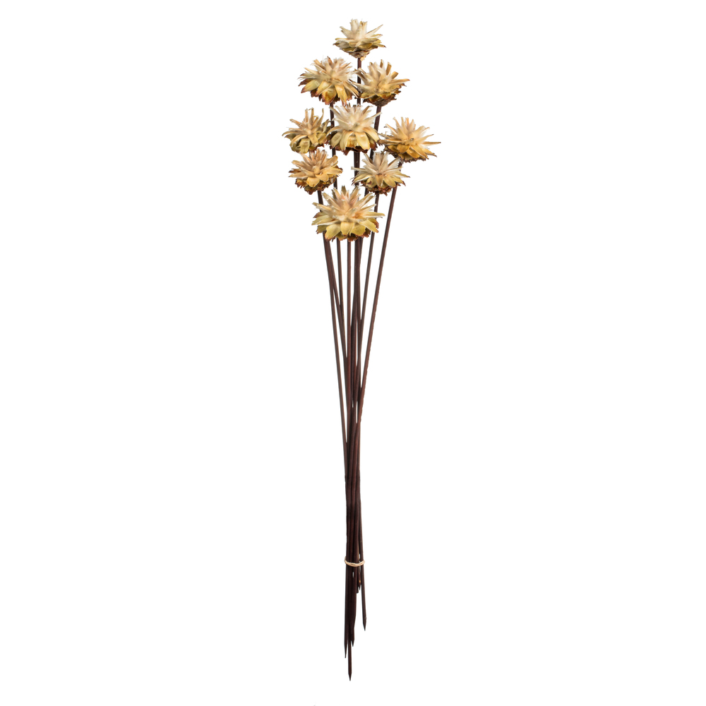 20 in. Natural Plumosum Head on Stems