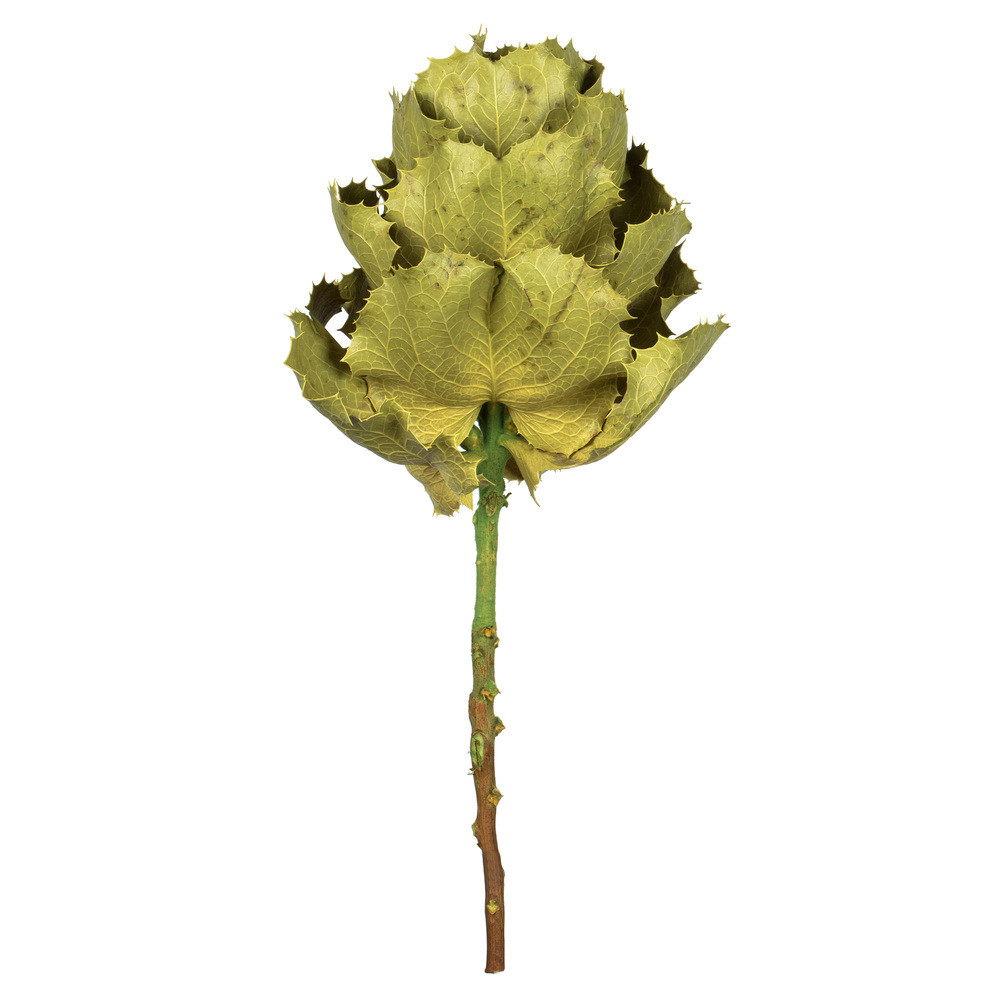 8 in. Basil Queen Flower Stems