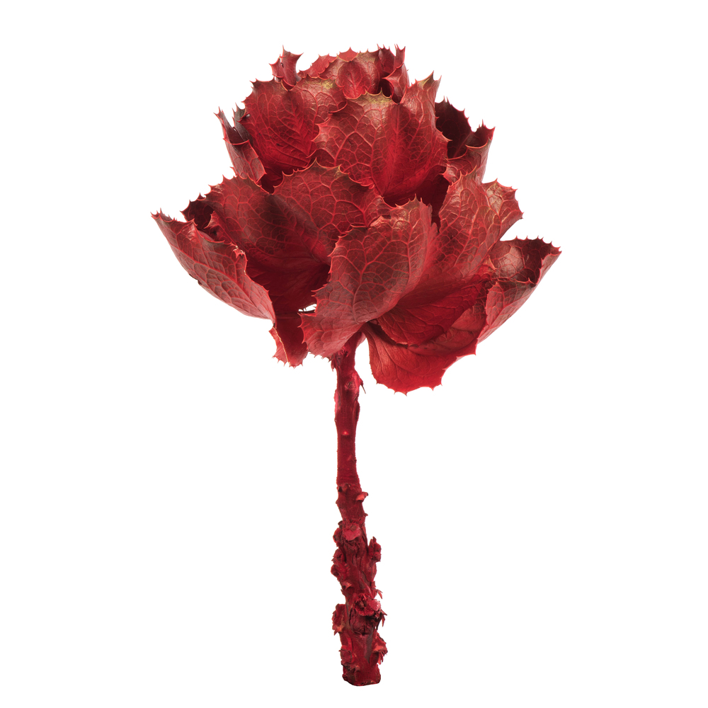 8 in. Red Queen Flower Stems