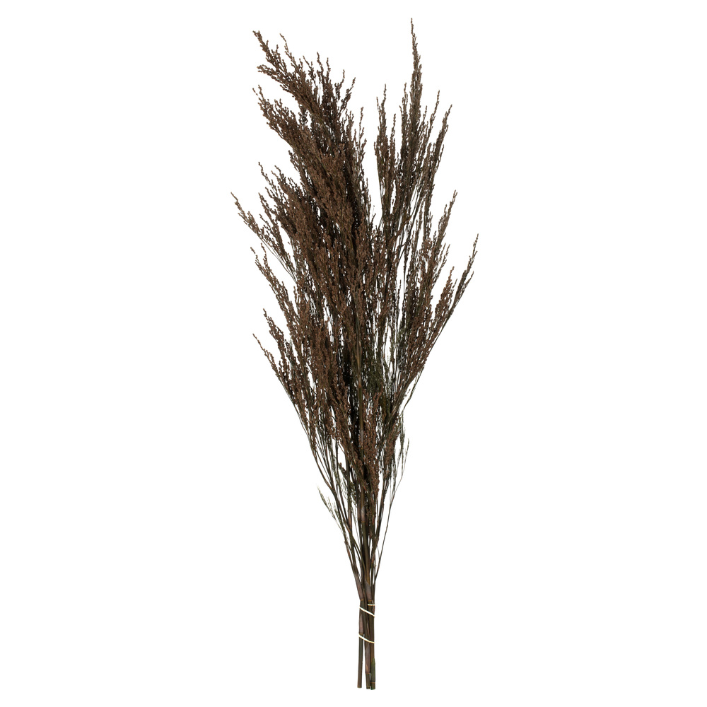 36-40 in. Green Reed Grass Bundle - 8-9 oz Preserved