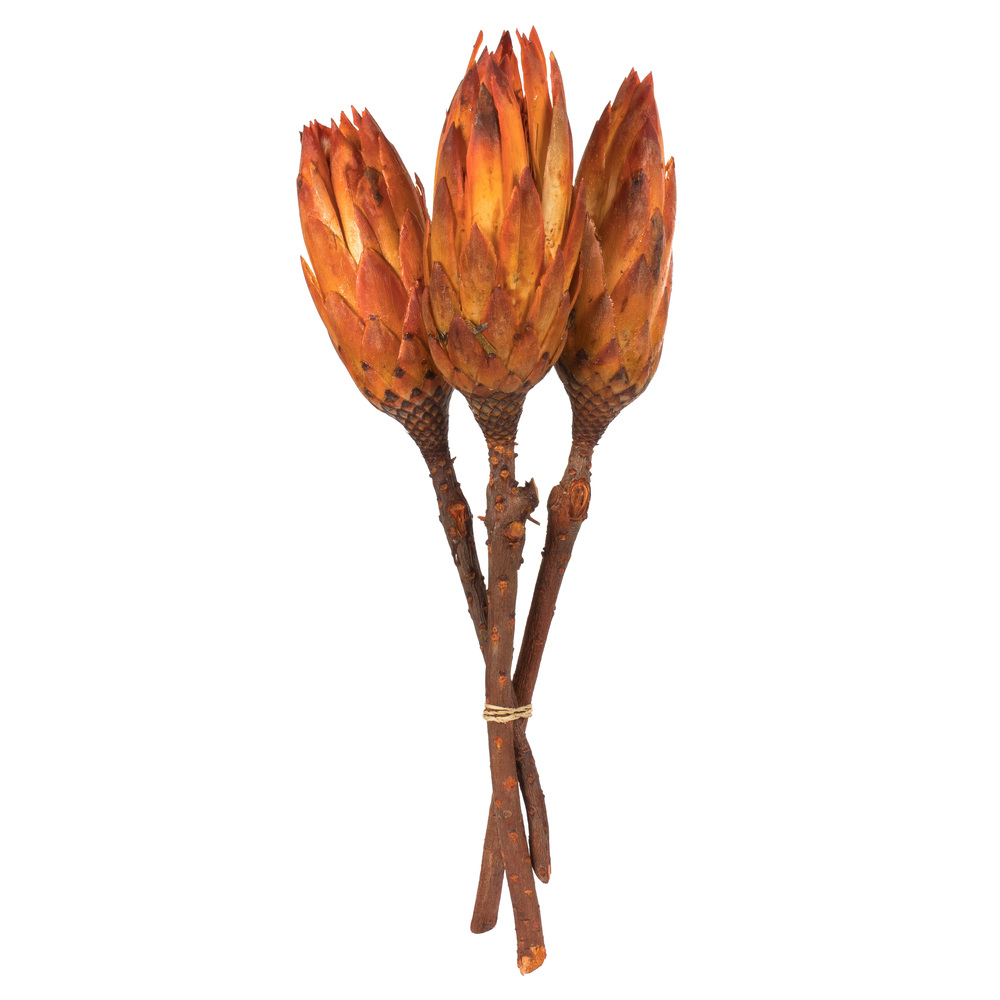 8-12 in. Nectarine Repens Natural Stems - Case of 180
