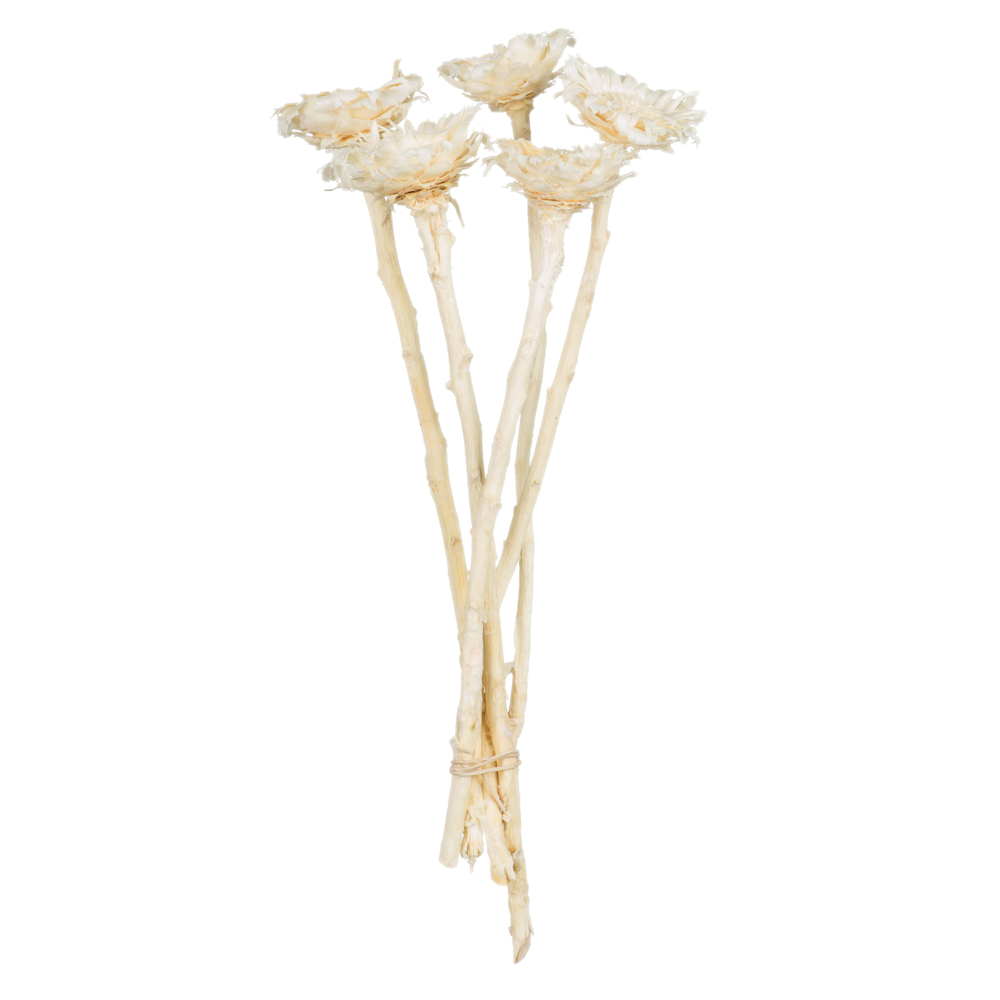 8-12 in. Bleached Rosette Compacta - Sleeved 5 Stems
