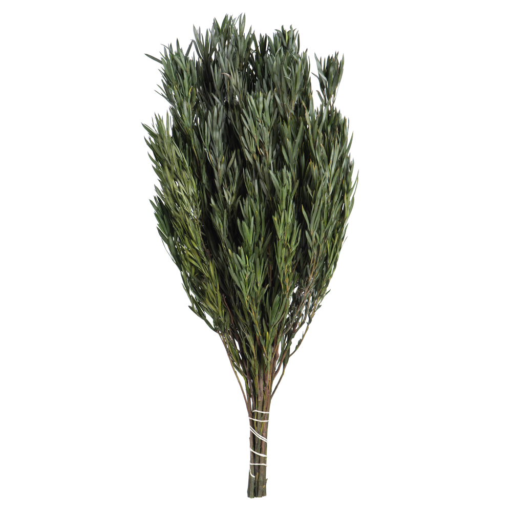 12-20 in. Green Male Salignum with 7 oz Cones Bundle