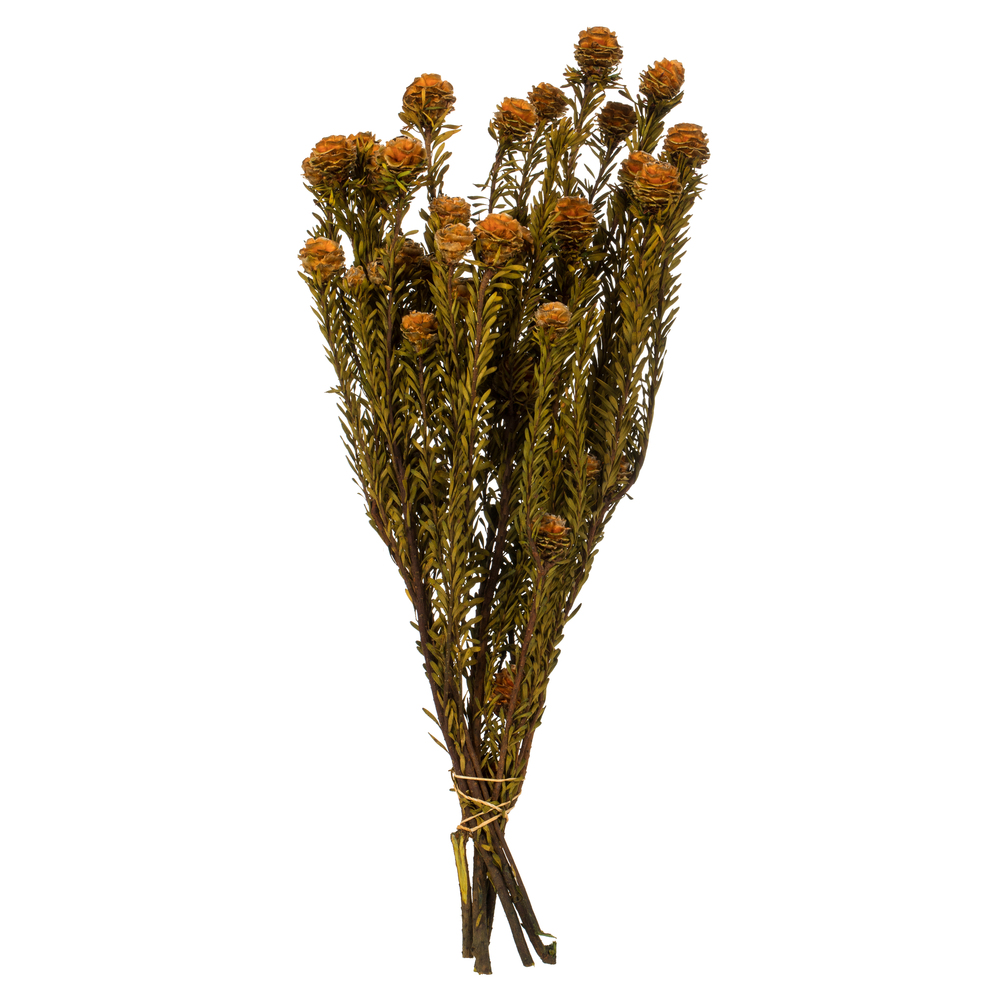 12-18 in. Autumn Tortum - 5-7 oz Bundle