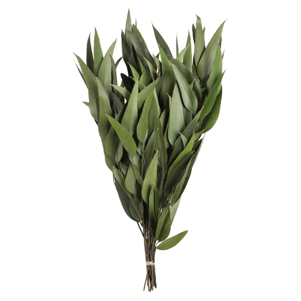 18-20 in. Green Weeping Willow Eucalyptus - 5-6 oz