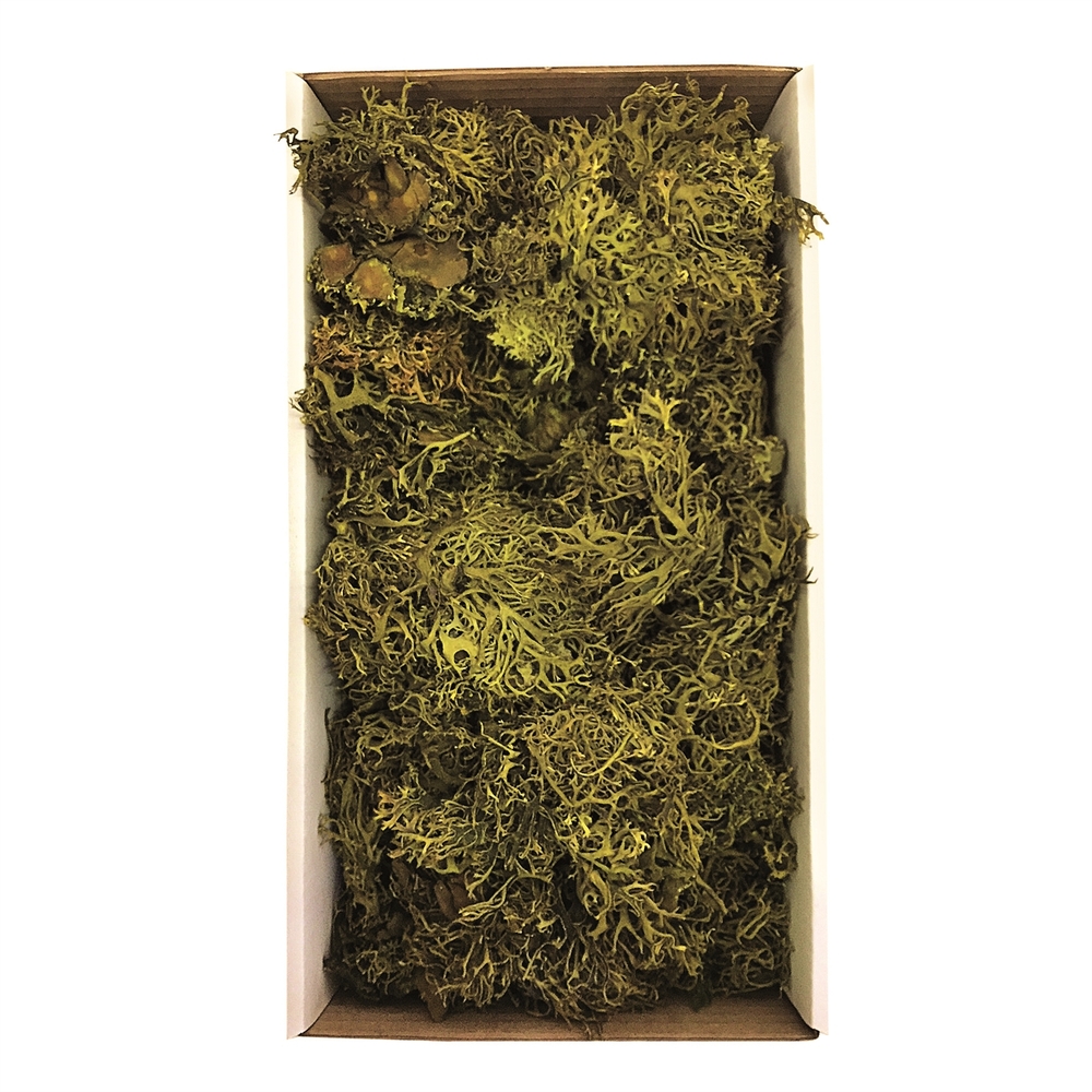 8-9 oz Green Wolf Lichen Moss