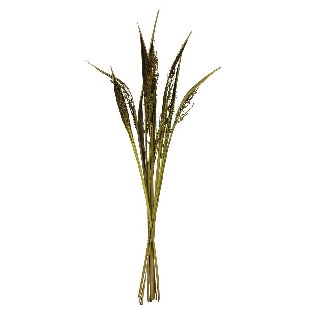 36-40 in. Basil Bahia Spears with Seeds