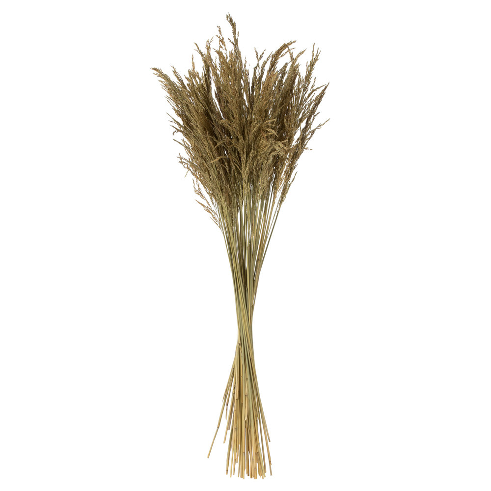 36-40 in. Natural Congo Grass - 8 oz Bundle
