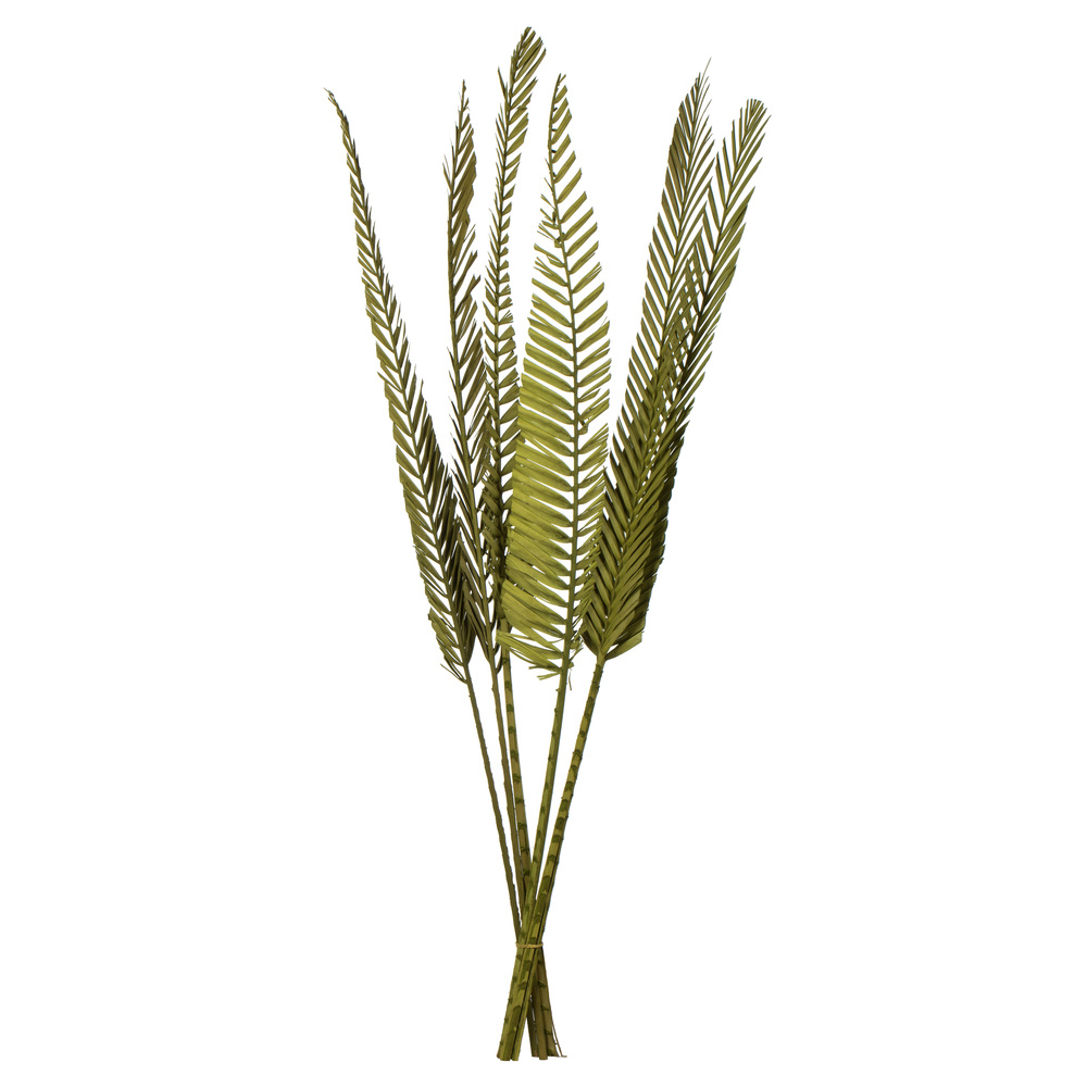 38-48 in. Basil Coco Palm Designer Cut 6 Stems