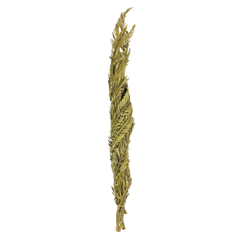 40-48 in. Twisted Basil Coco Palm Stems