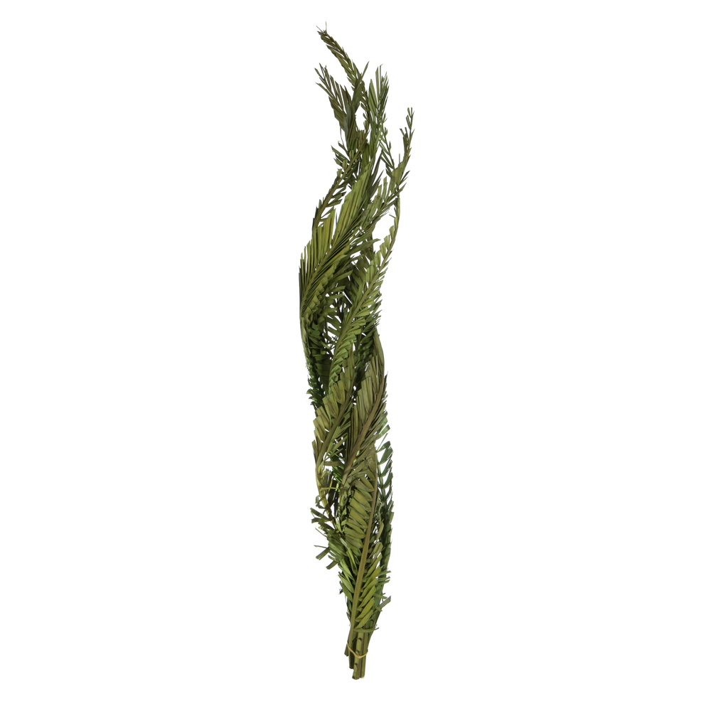 40-48 in. Twisted Foliage Green Coco Palms - Twisted 6 Stems
