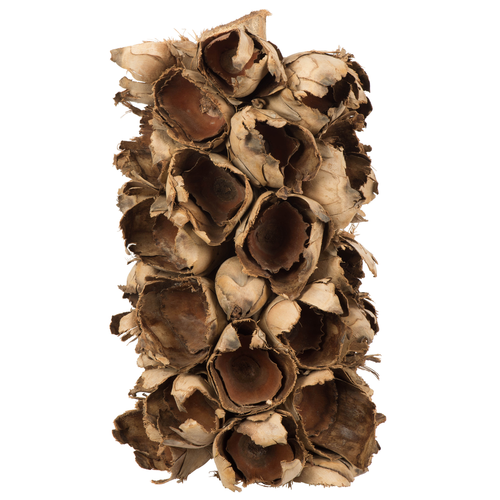 10-12 in. Natural Giant Seed Pods Segment - Small