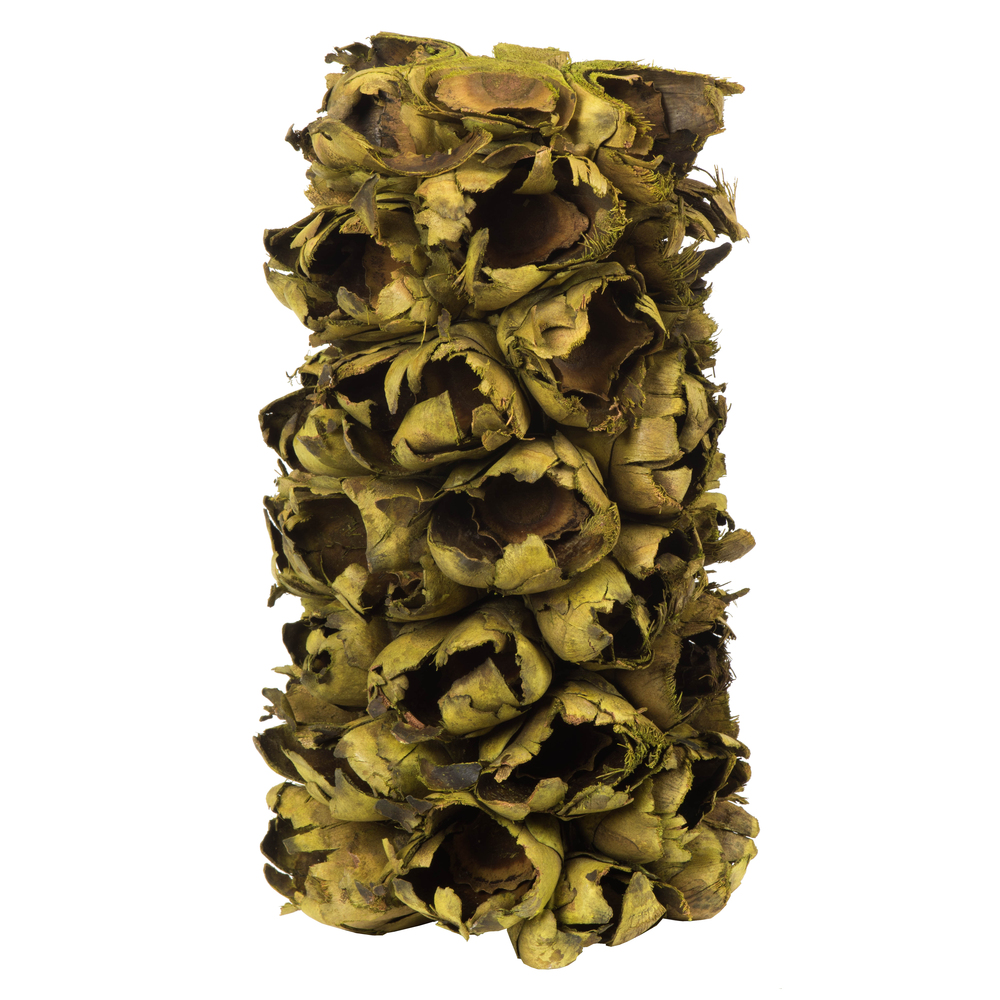10-12 in. Basil Giant Seed Pods Segment - Small