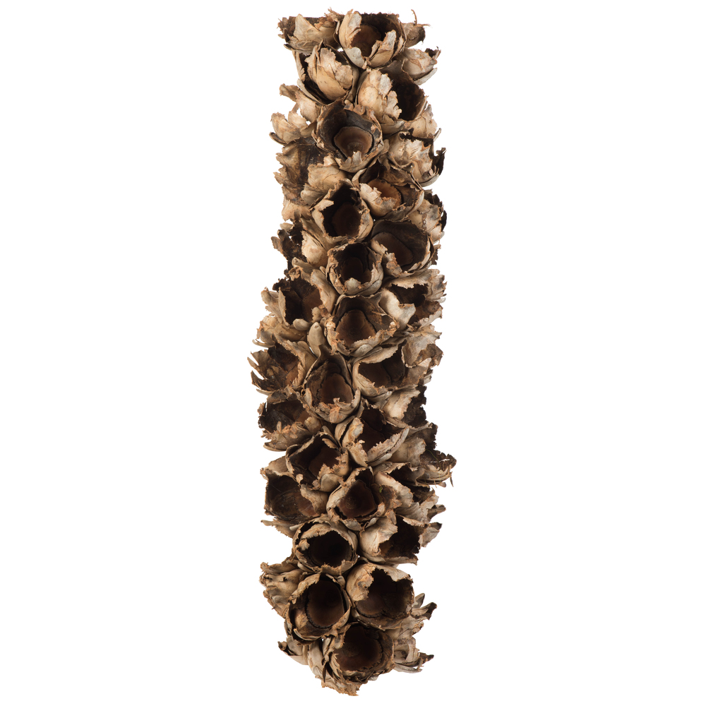 26-28 in. Natural Giant Half Seed Pods - Medium