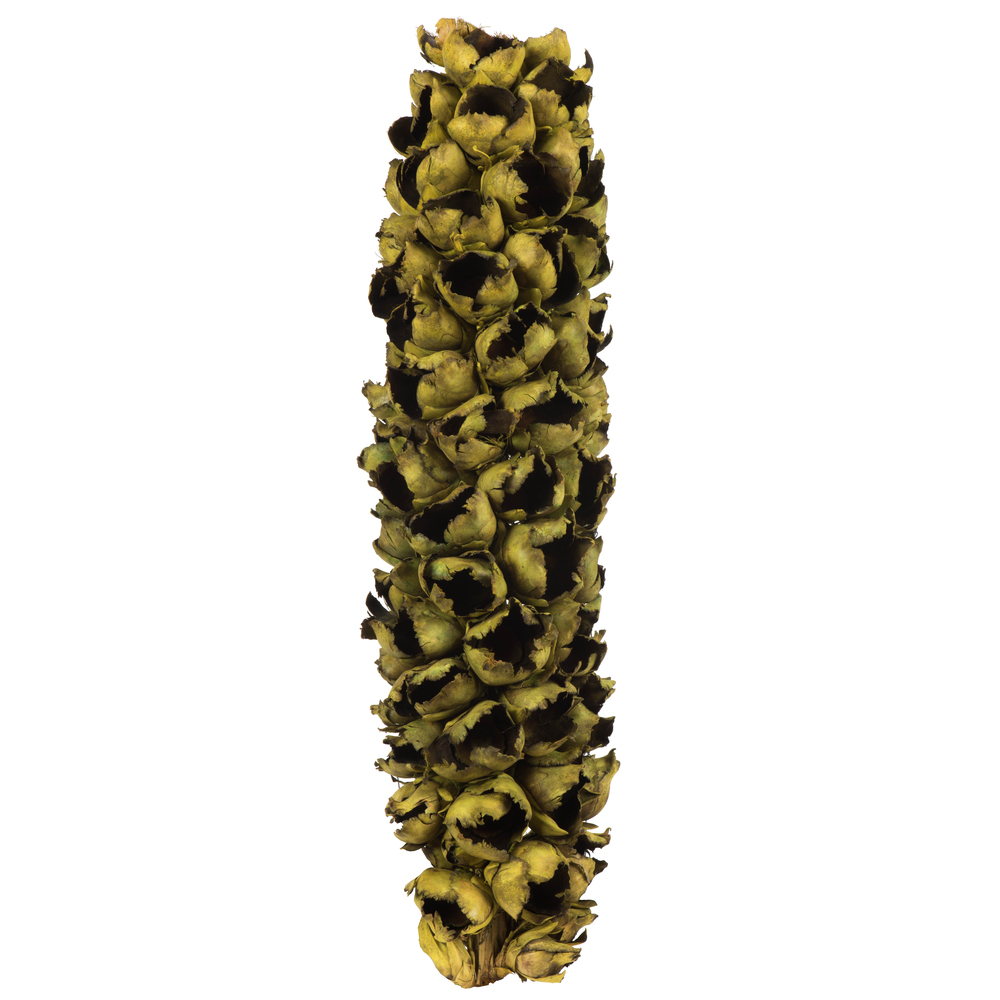 26-28 in. Basil Giant Half Seed Pods - Medium